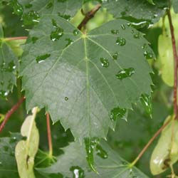 Tilia mongolica